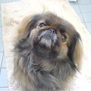 Pekingeser blaesy