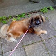 Pekingeser blaesy