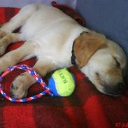 Golden retriever Walter