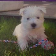 West highland white terrier Fnuggi