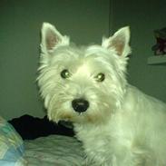 West highland white terrier Fnuggi