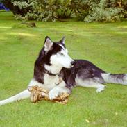 Siberian husky Sack