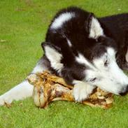 Siberian husky Sack
