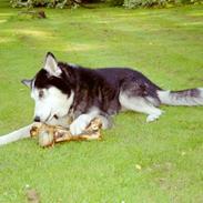 Siberian husky Sack
