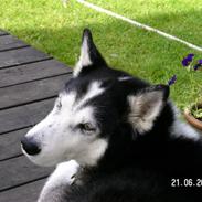 Siberian husky Sack