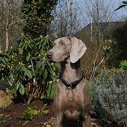 Weimaraner Molly