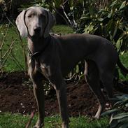 Weimaraner Molly