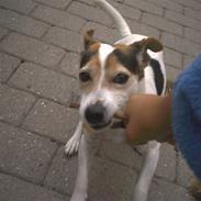 Jack russell terrier Manbers Molly<3R.I.P!;s