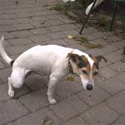 Jack russell terrier Manbers Molly<3R.I.P!;s