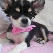 Chihuahua Emma :)