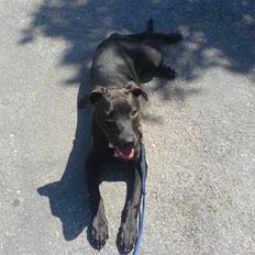 Blanding af racer Amsta/StaffsBulTer  "Sif"