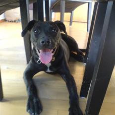 Blanding af racer Amsta/StaffsBulTer  "Sif"