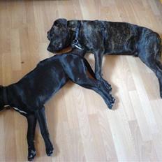 Blanding af racer Amsta/StaffsBulTer  "Sif"