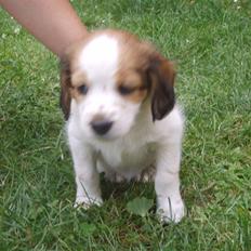 Kooikerhondje Høgedals (Lady) Smilla