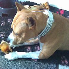 Amerikansk staffordshire terrier MADI Remi-Luka