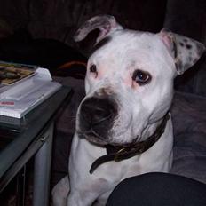 Amerikansk staffordshire terrier Thico