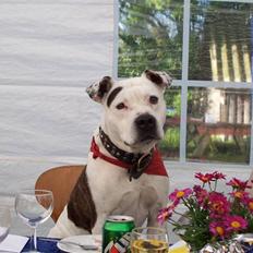 Amerikansk staffordshire terrier Thico