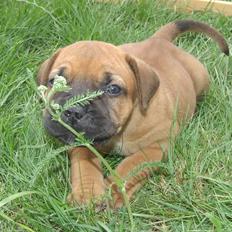 Boerboel RATHMANNS RED WUBA