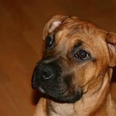 Boerboel RATHMANNS RED WUBA