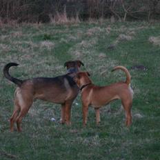 Boerboel RATHMANNS RED WUBA