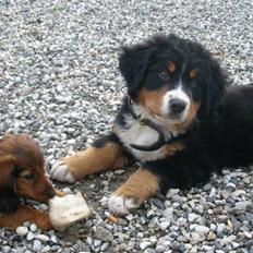 Berner sennenhund Bosco