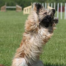 Pyrenæisk hyrdehund Quisa
