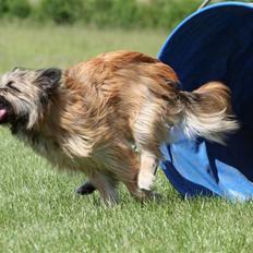 Pyrenæisk hyrdehund Quisa