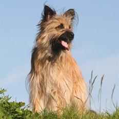 Pyrenæisk hyrdehund Quisa
