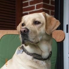 Labrador retriever Moro