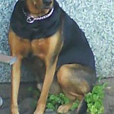 Blanding af racer Snøvsen (Mors hund)