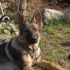 Schæferhund Jabina Isis(himmelhund)