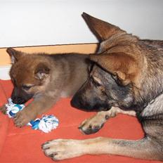 Schæferhund Jabina Isis(himmelhund)