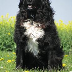 Blanding af racer Freud