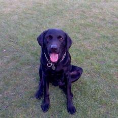 Labrador retriever Balder