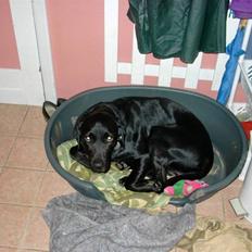 Labrador retriever Balder