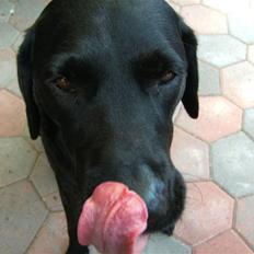 Labrador retriever Balder