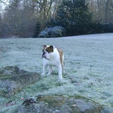 Engelsk bulldog Eddie