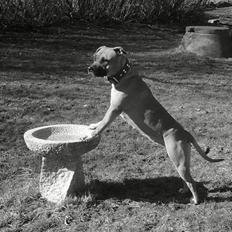 Amerikansk staffordshire terrier Berta