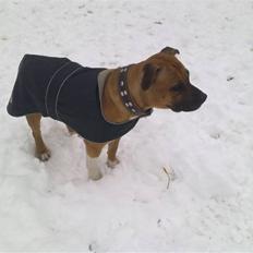 Amerikansk staffordshire terrier Berta