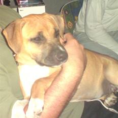 Amerikansk staffordshire terrier Berta