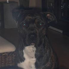 Blanding af racer Bezz