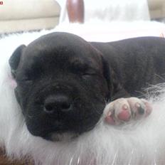 Blanding af racer Bezz