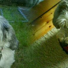 Petit basset griffon wendéen elvira madigan