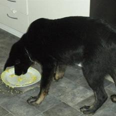 Blanding af racer Bianca