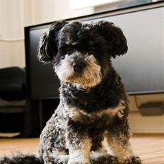 Bichon havanais Dexter