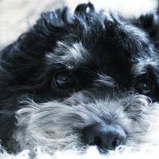 Bichon havanais Dexter