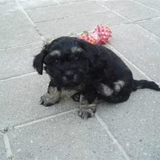 Bichon havanais Dexter