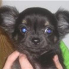 Chihuahua Little Beautifull Girl