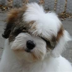 Coton de tulear Coton-Land`s Xanadu