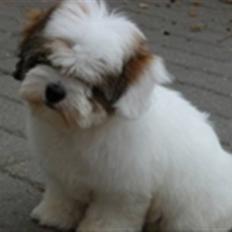 Coton de tulear Coton-Land`s Xanadu